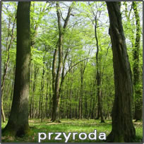 przyroda